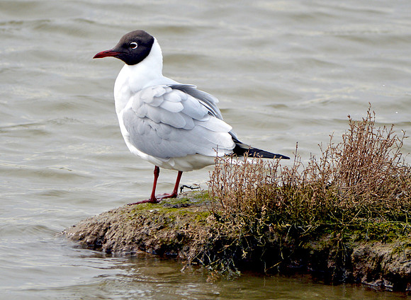 Black headed gull