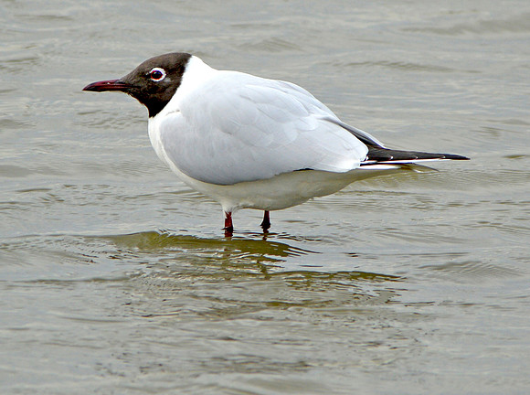 Black headed gull
