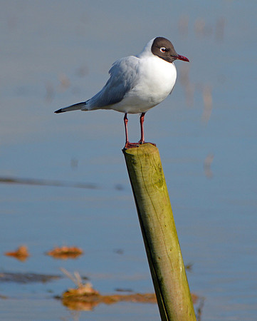 Black headed gull