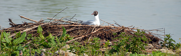 Black headed gull