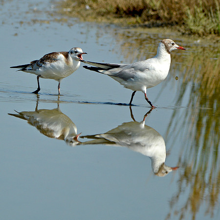 Black headed gull