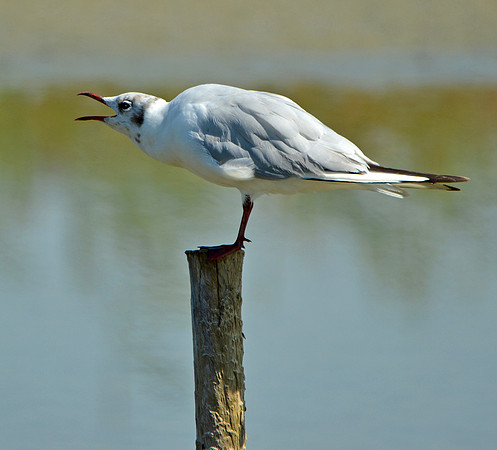 Black headed gull