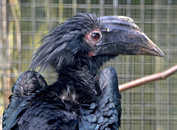 Black hornbill