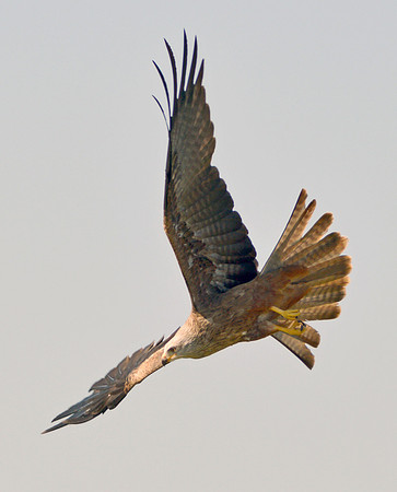 Black kite