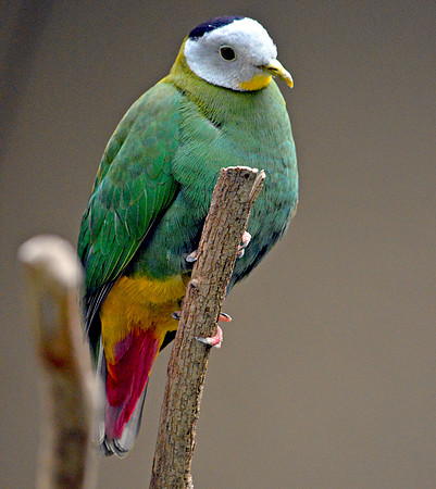 Black naped fruit dove