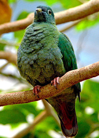 Black naped fruit dove
