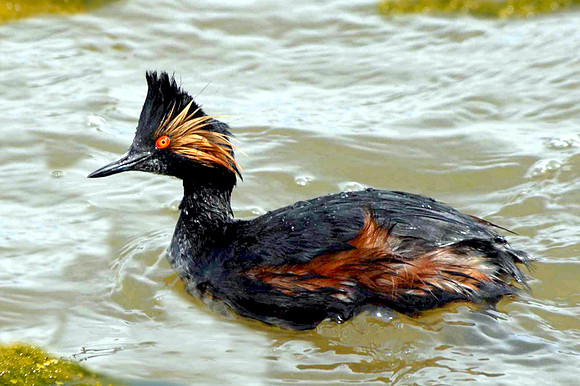 Black necked grebe
