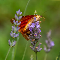 Jersey Tiger Moth