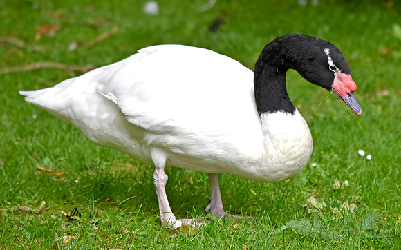 Black necked swan