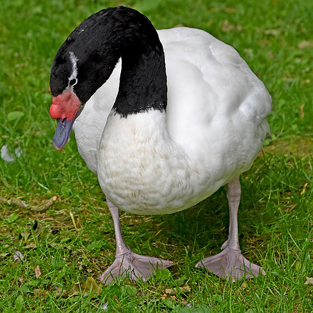 Black necked swan