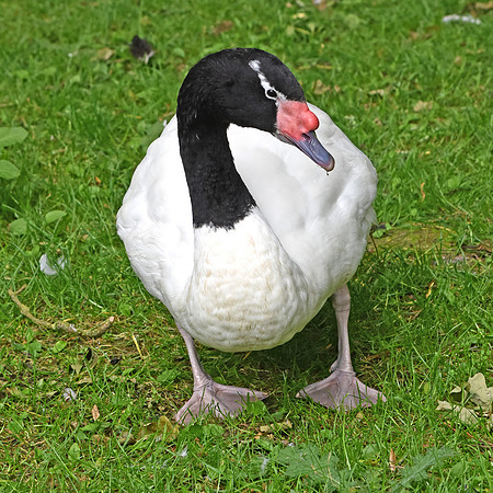 Black necked swan