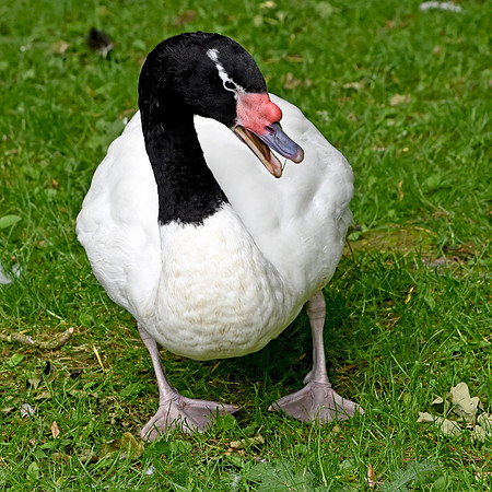 Black necked swan
