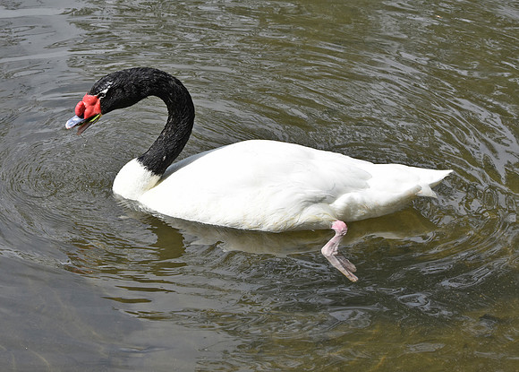 Black necked swan
