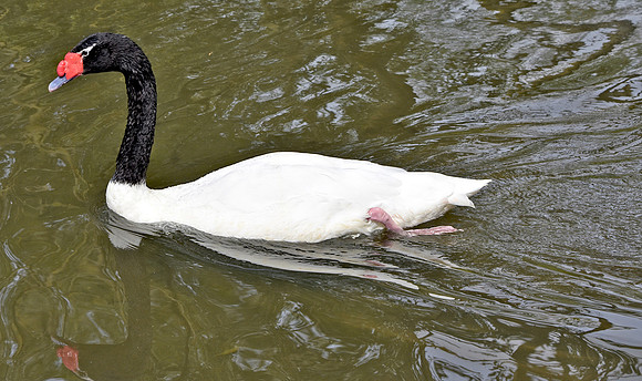 Black necked swan
