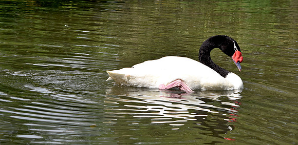 Black necked swan