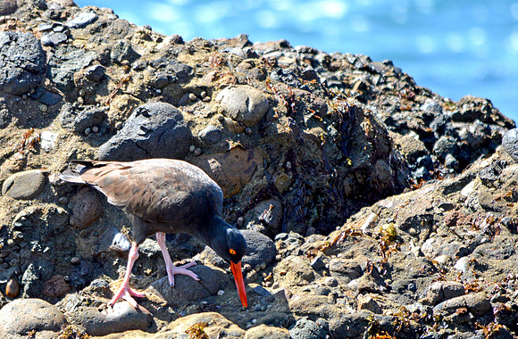 Black oystercatcher