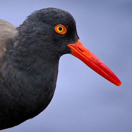 Black oystercatcher