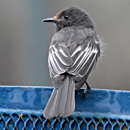 Black Phoebe flycatcher