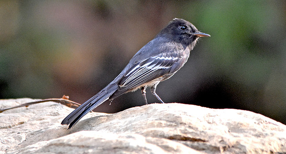 Black Phoebe flycatcher