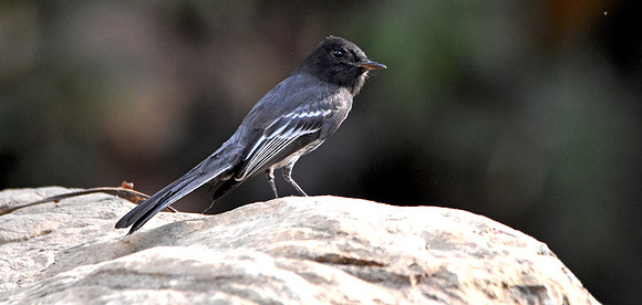 Black Phoebe flycatcher