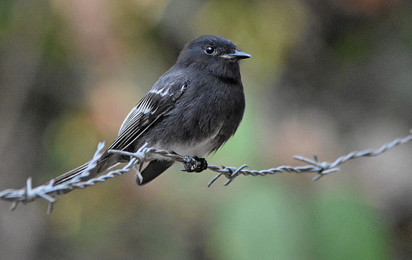 Black Phoebe flycatcher