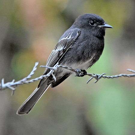 Black Phoebe flycatcher