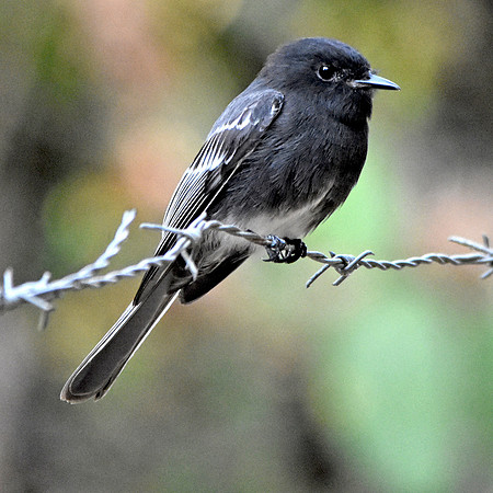 Black Phoebe flycatcher