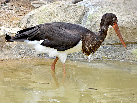 Black stork