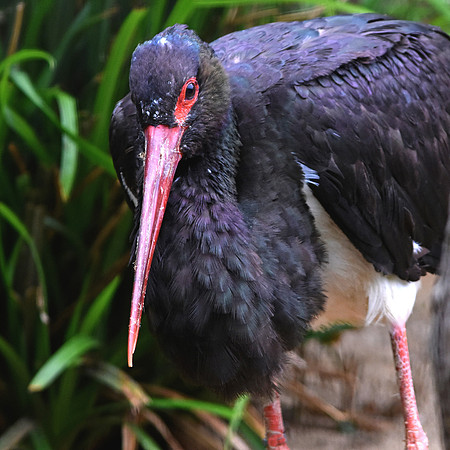 Black stork