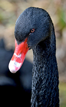 Black swan