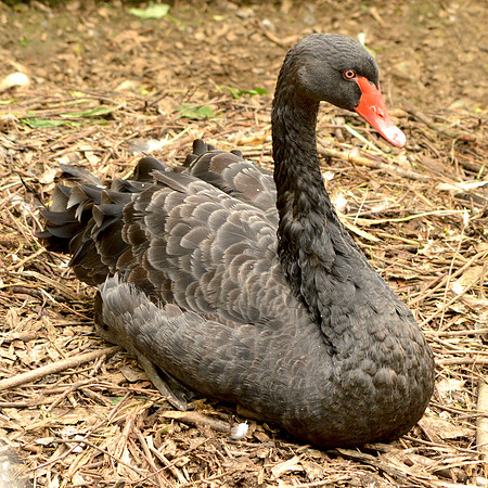 Black swan