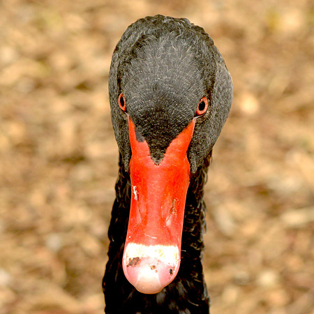Black swan