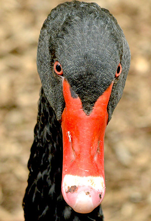 Black swan