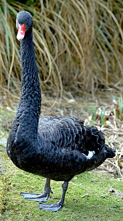 Black swan