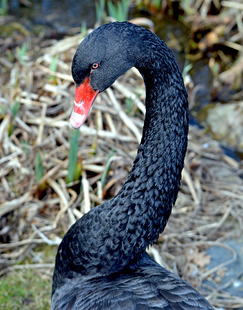 Black swan