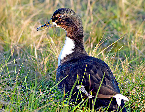 Black Swedish duck