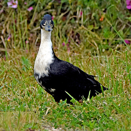 Black Swedish duck