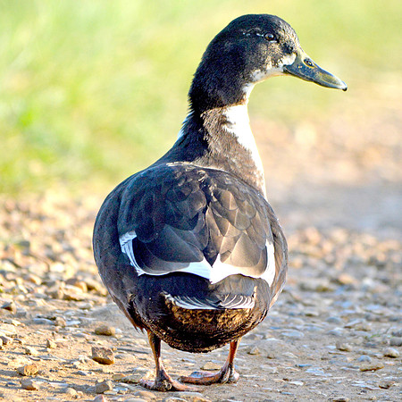 Black Swedish duck