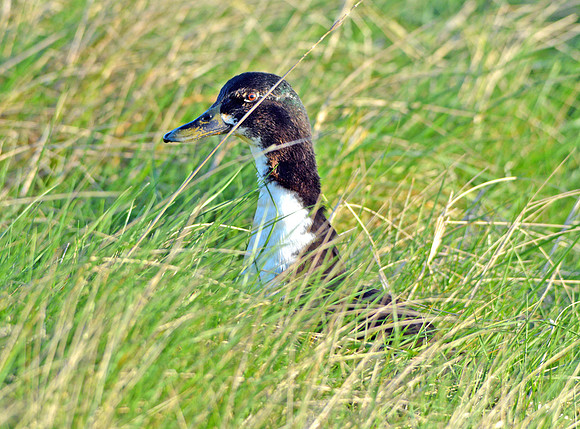 Black Swedish duck