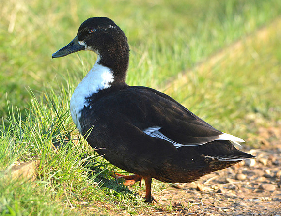 Black Swedish duck