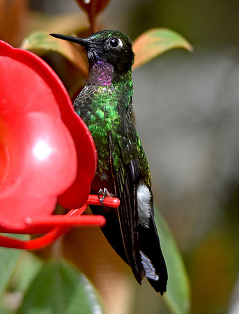 Black thighed puffleg hummingbird