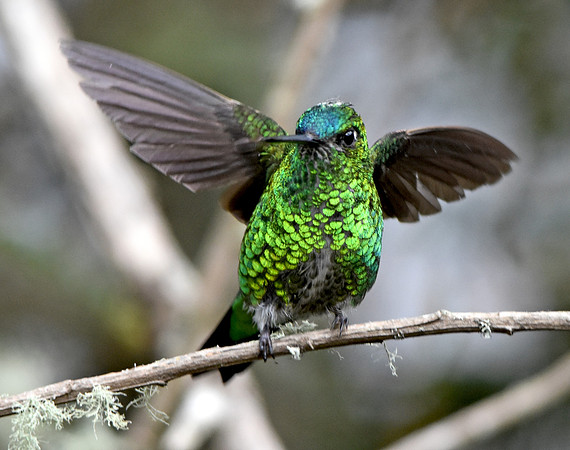 Black thighed puffleg hummingbird