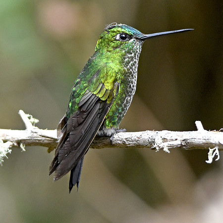 Black thighed puffleg hummingbird