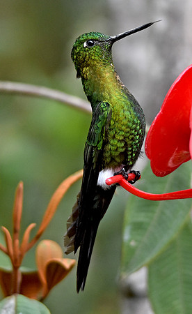 Black thighed puffleg hummingbird