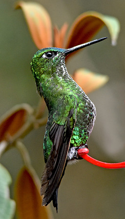 Black thighed puffleg hummingbird