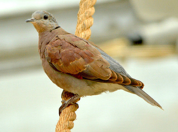 Black winged ground dove