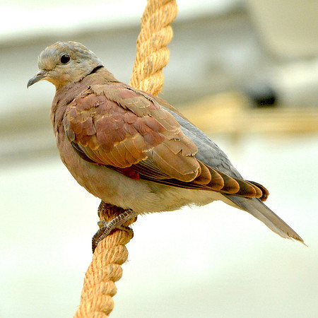 Black winged ground dove