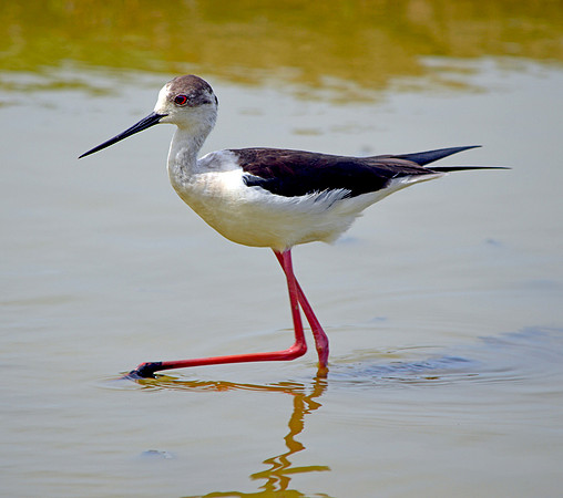 Black winged stilt