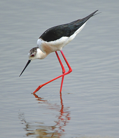 Black winged stilt
