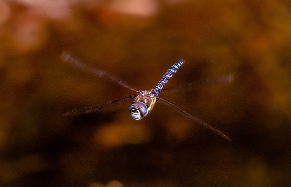 Common hawker